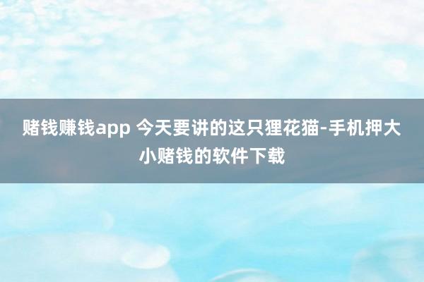 赌钱赚钱app 今天要讲的这只狸花猫-手机押大小赌钱的软件下载
